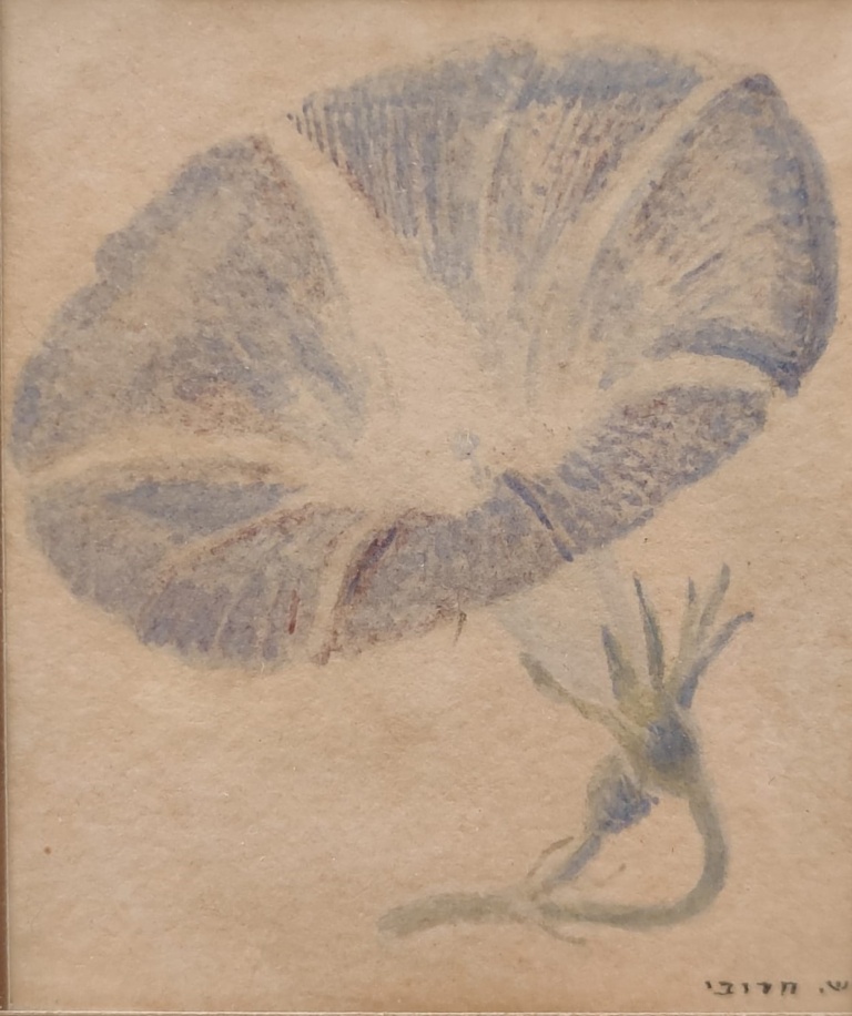 “Bindweed”